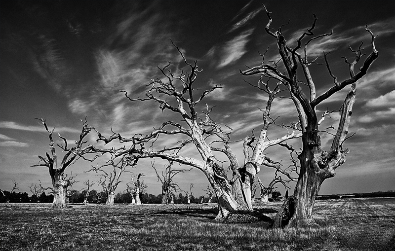 Ancient Oaks by Isabella Knight.jpg